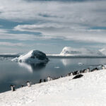 Penguins in the snow beside the sea