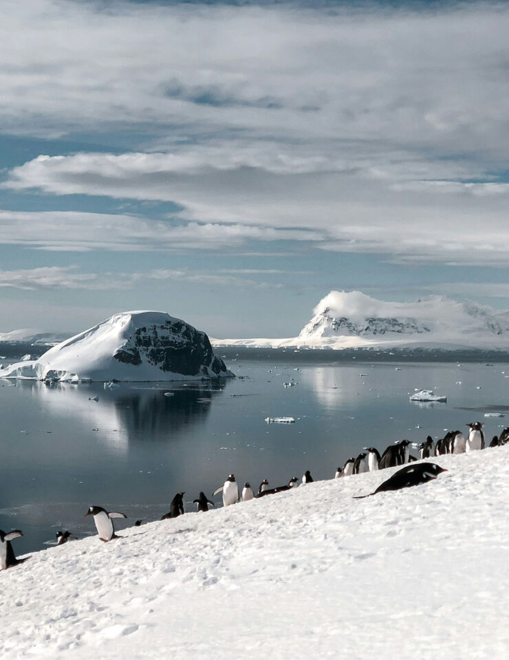 Penguins in the snow beside the sea