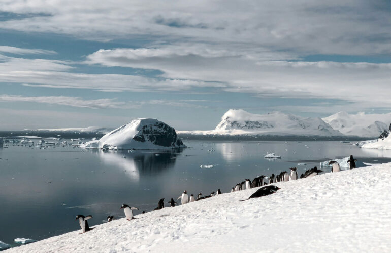 Penguins in the snow beside the sea