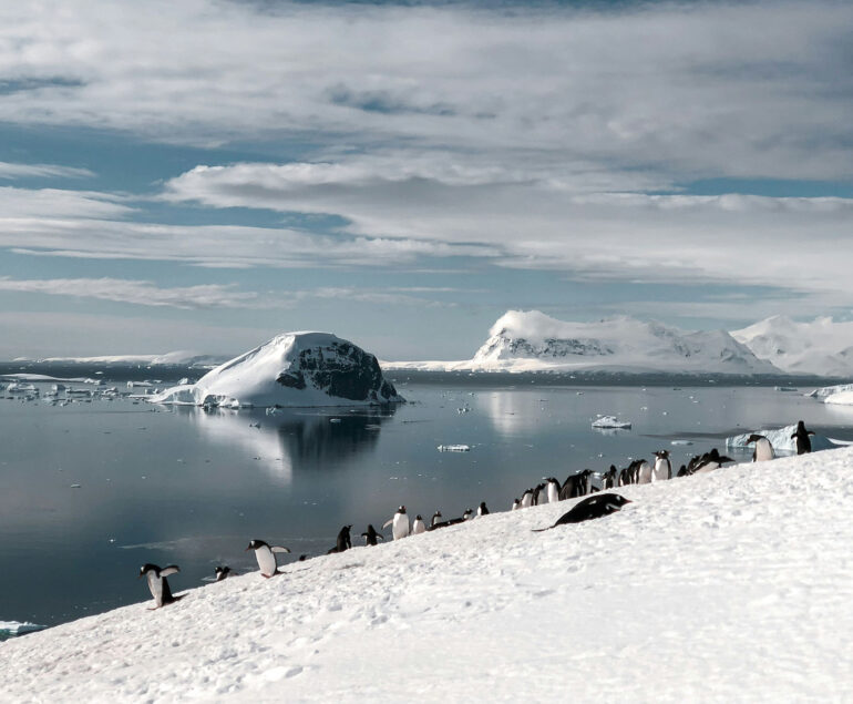 Penguins in the snow beside the sea