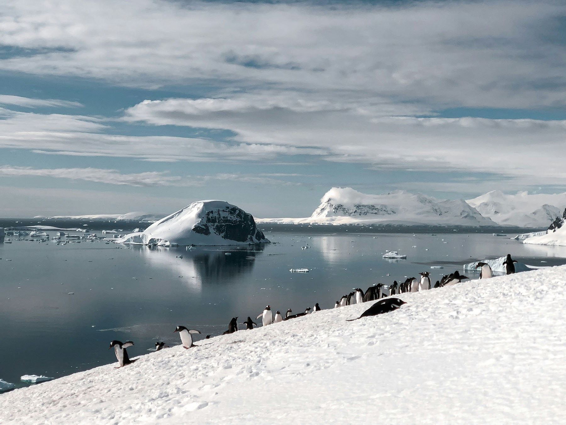 Penguins in the snow beside the sea